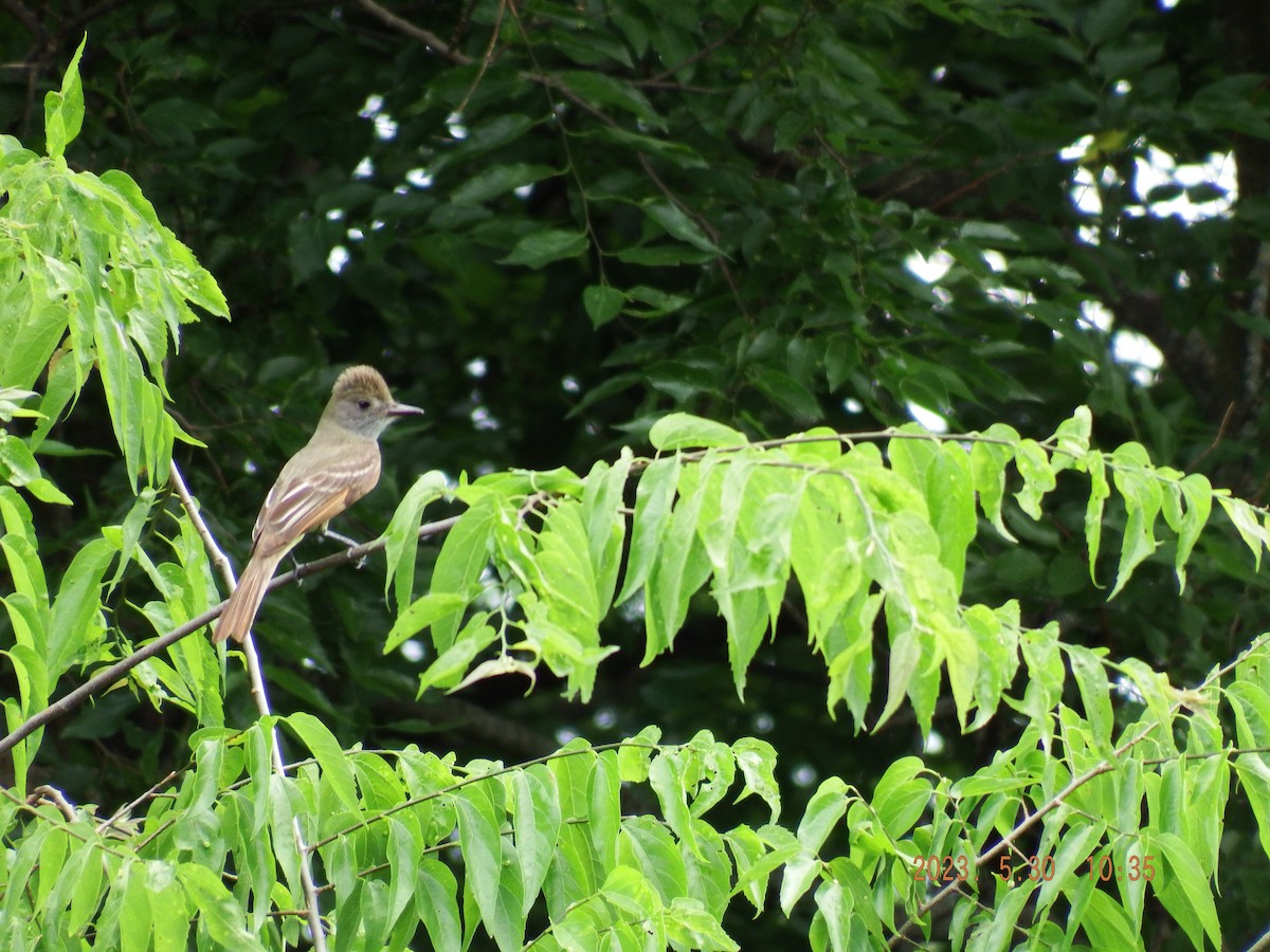 Great Crested Flycatcher - ML580694981