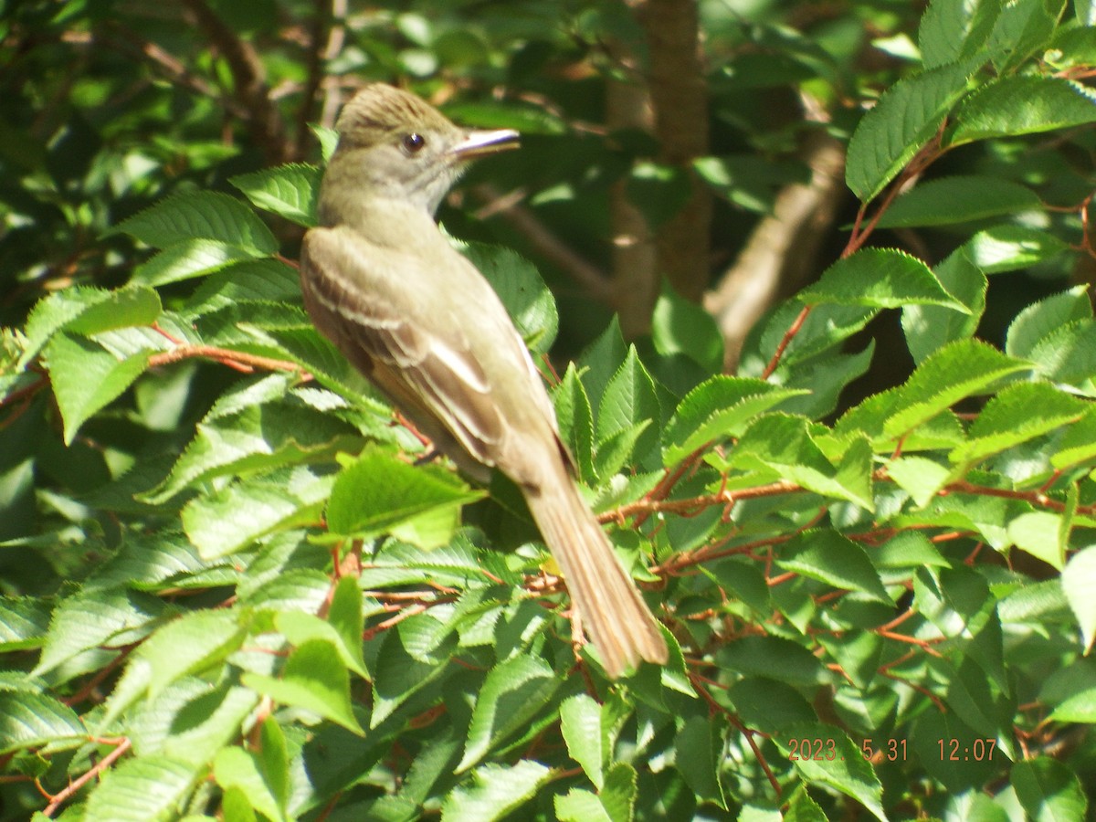 Great Crested Flycatcher - ML580694991