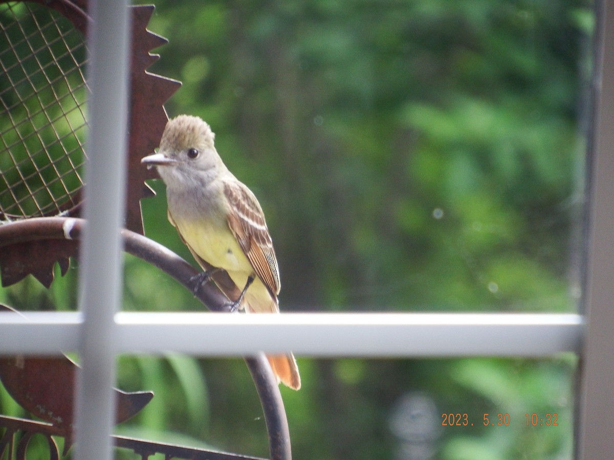 Great Crested Flycatcher - ML580695041