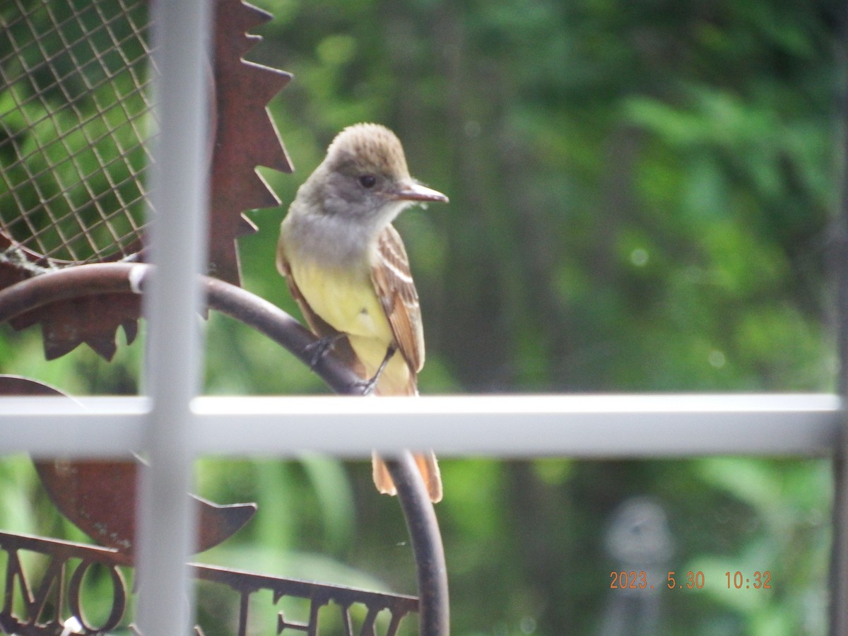 Great Crested Flycatcher - ML580695061