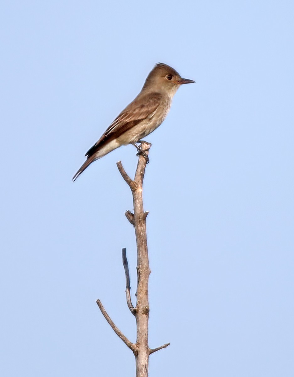 Olive-sided Flycatcher - ML580695681