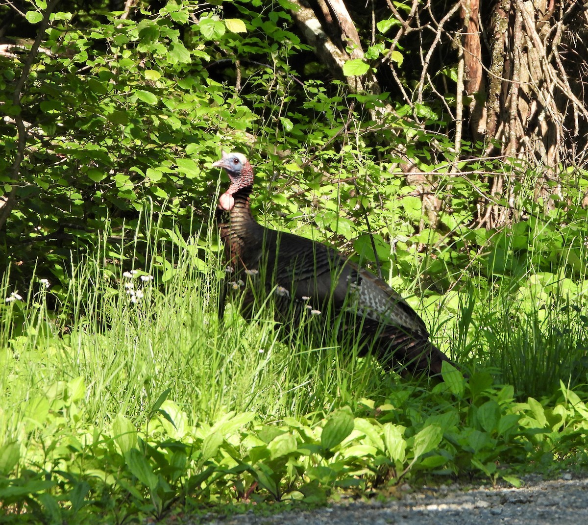 Wild Turkey - ML580695741