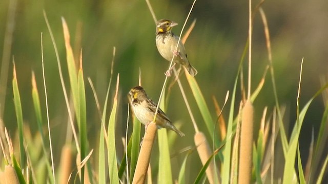 Black-breasted Weaver - ML580696071