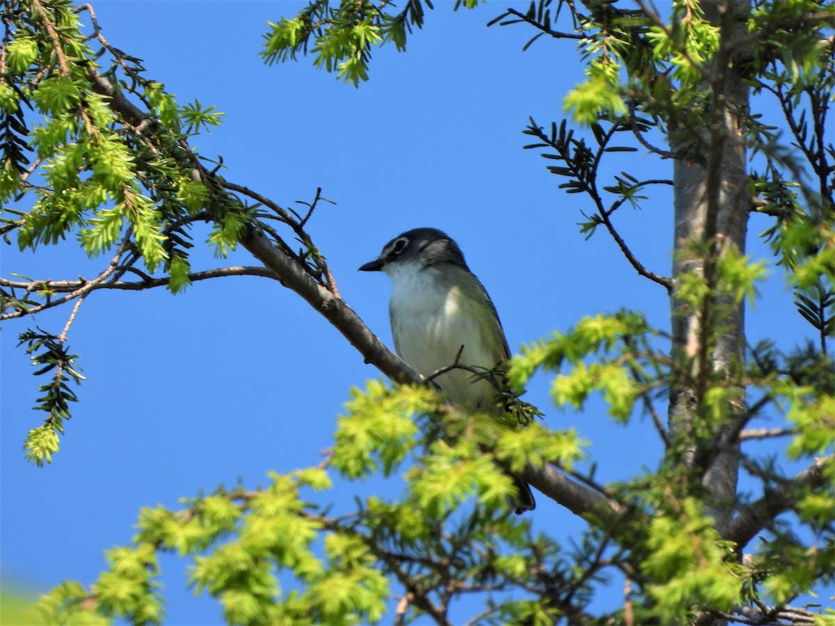 Blue-headed Vireo - ML580696341