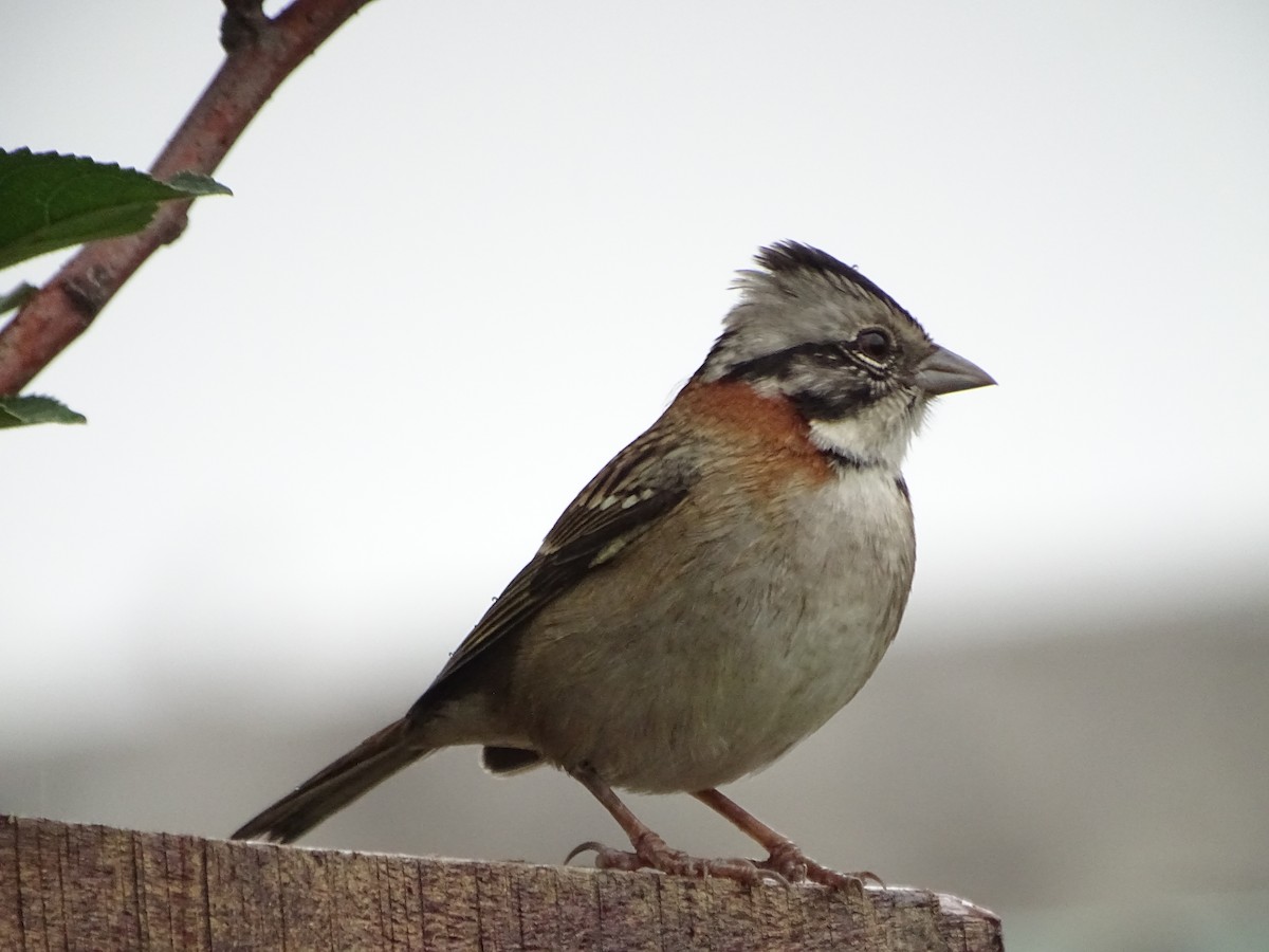 Rufous-collared Sparrow - Mirian Del Río