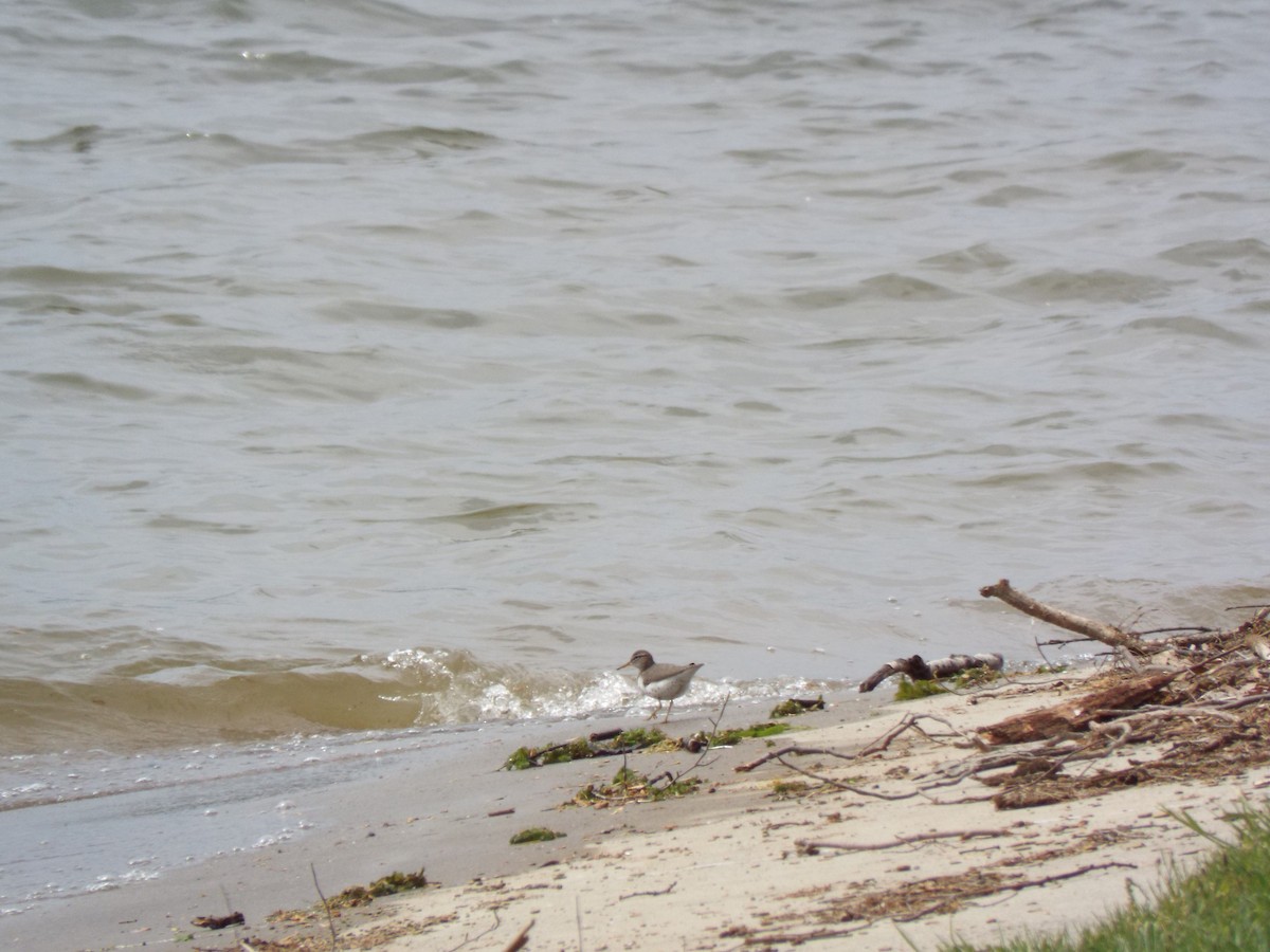 Spotted Sandpiper - ML58069651