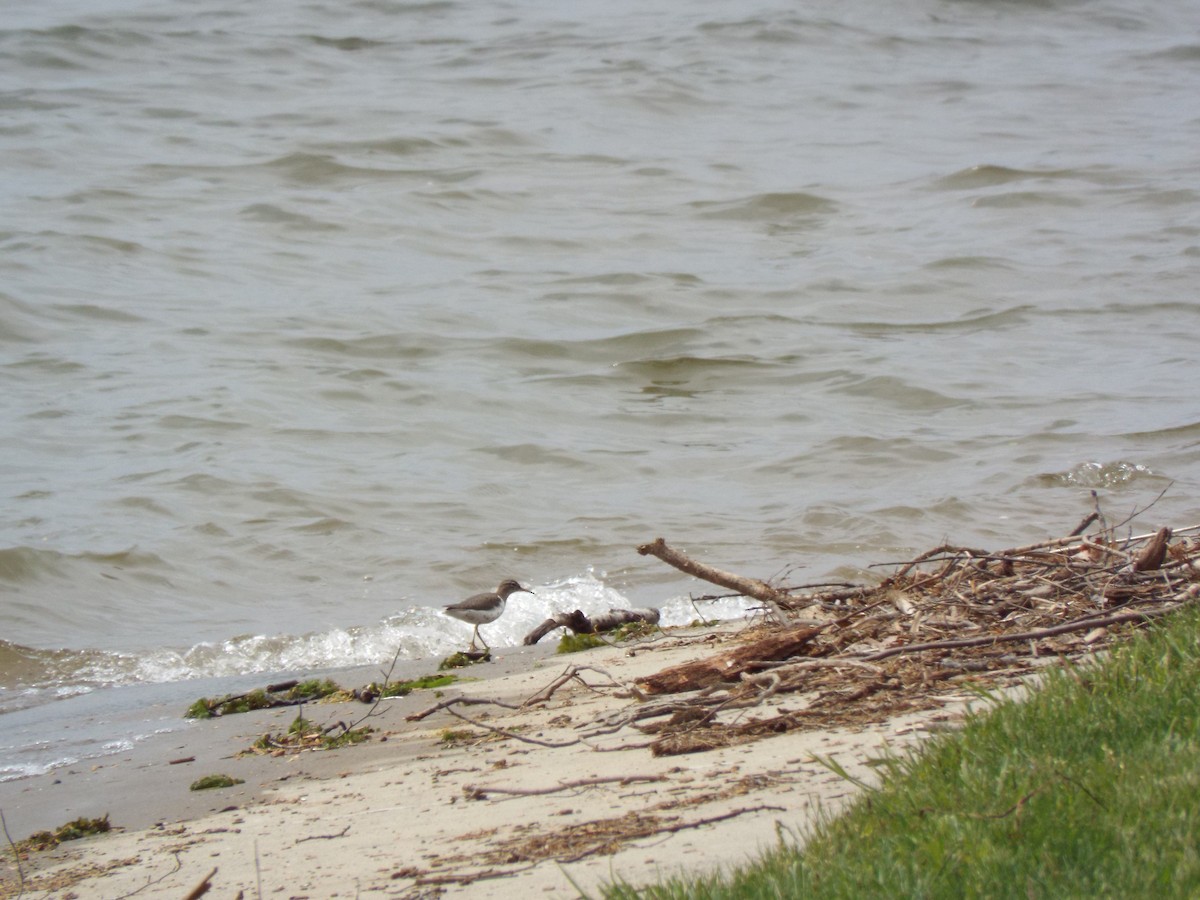 Spotted Sandpiper - ML58069781