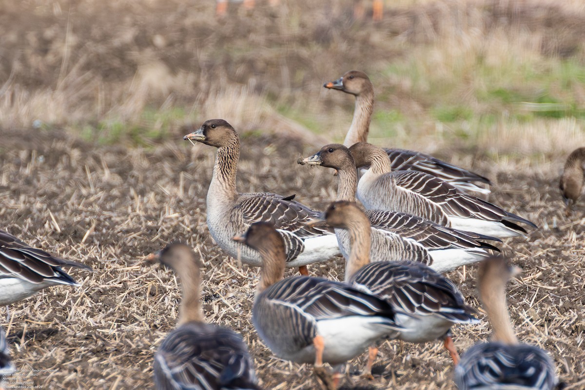 Tundra Bean-Goose - ML580699661