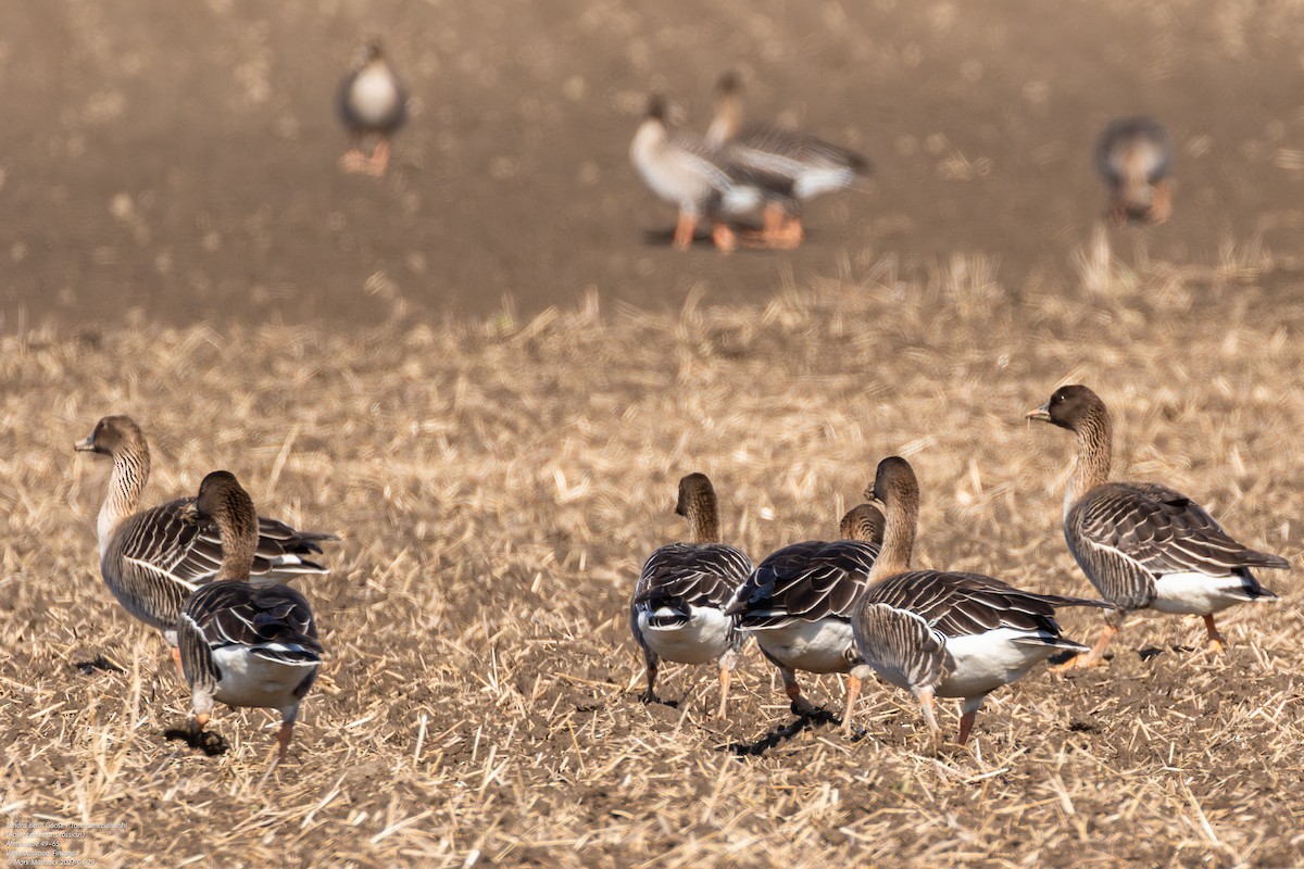 Tundra Bean-Goose - Mark Maddock