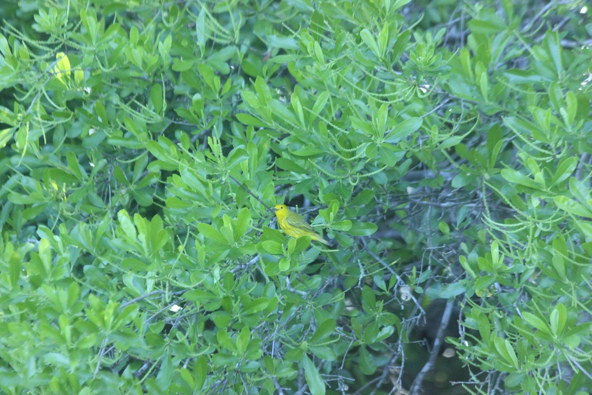 Yellow Warbler - ML58070021