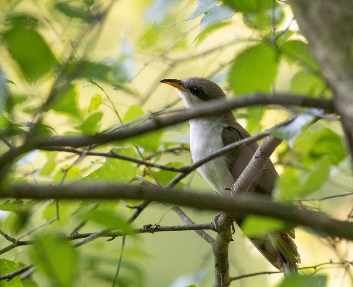 Yellow-billed Cuckoo - ML580700491