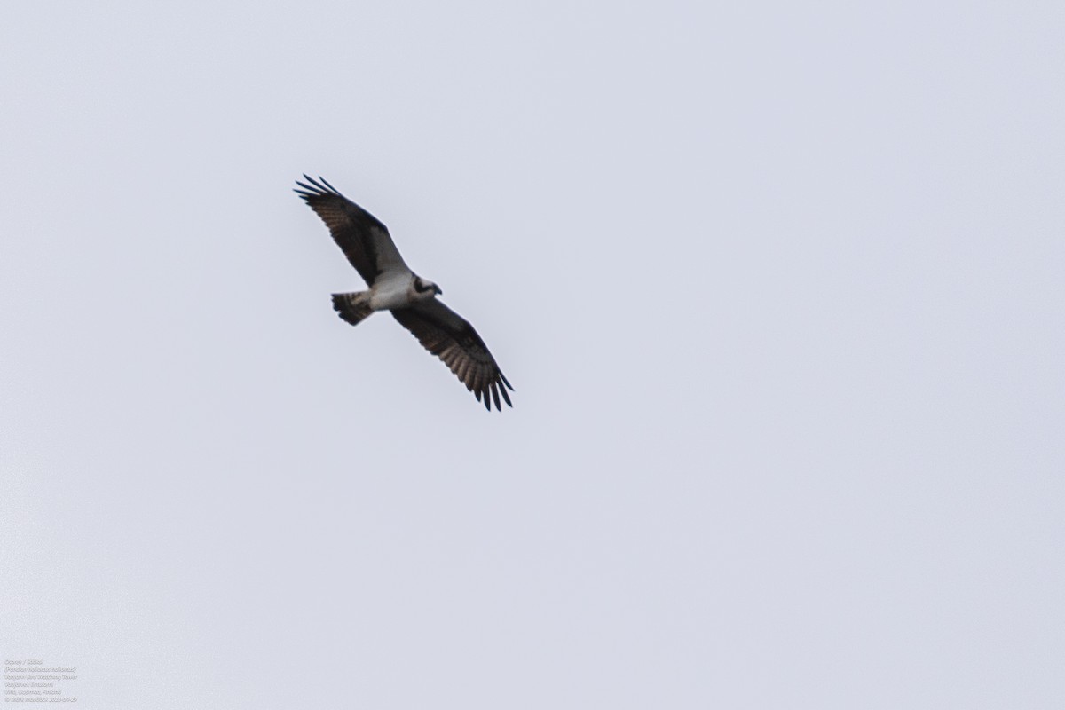 Águila Pescadora (haliaetus) - ML580700571