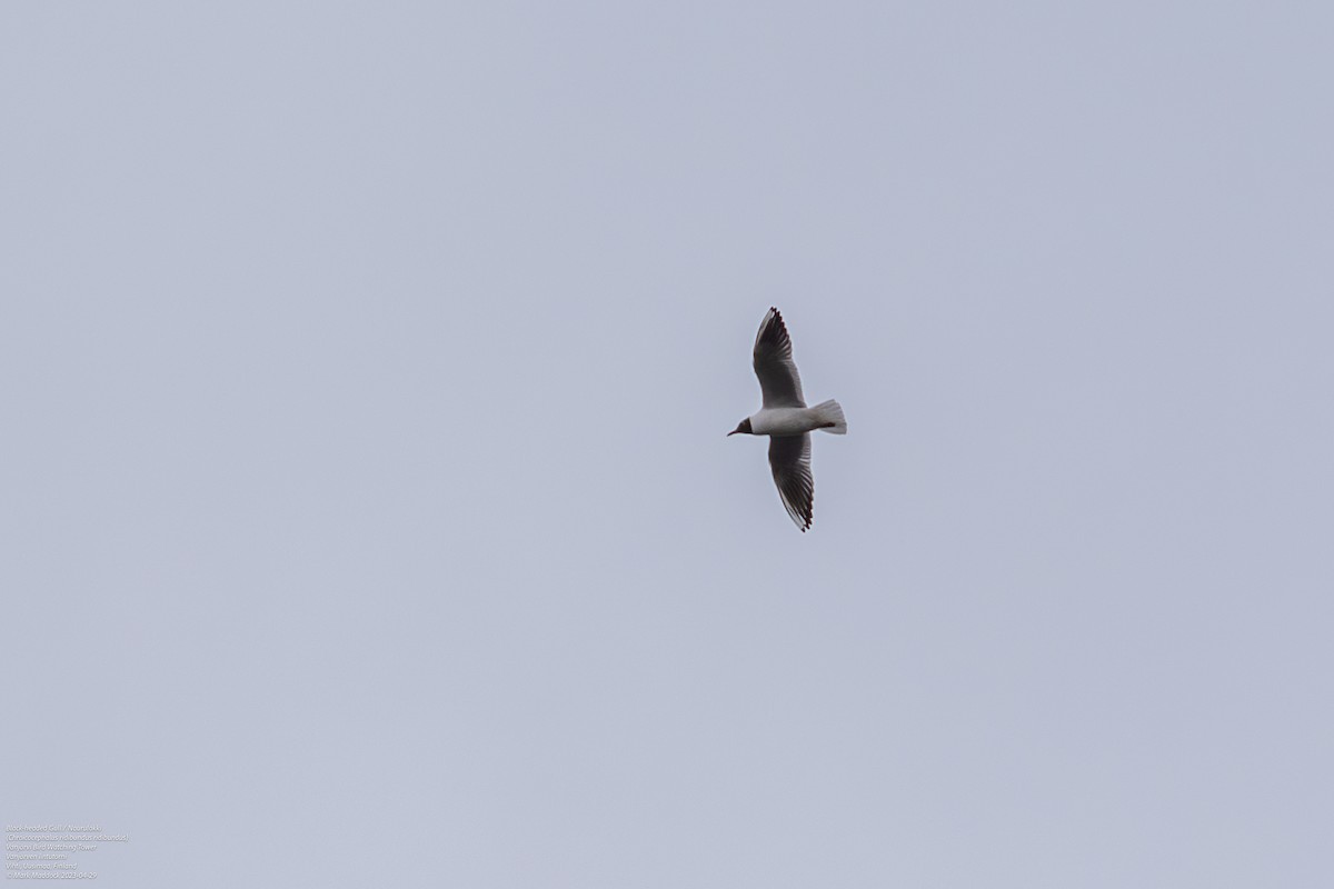 Mouette rieuse - ML580700911