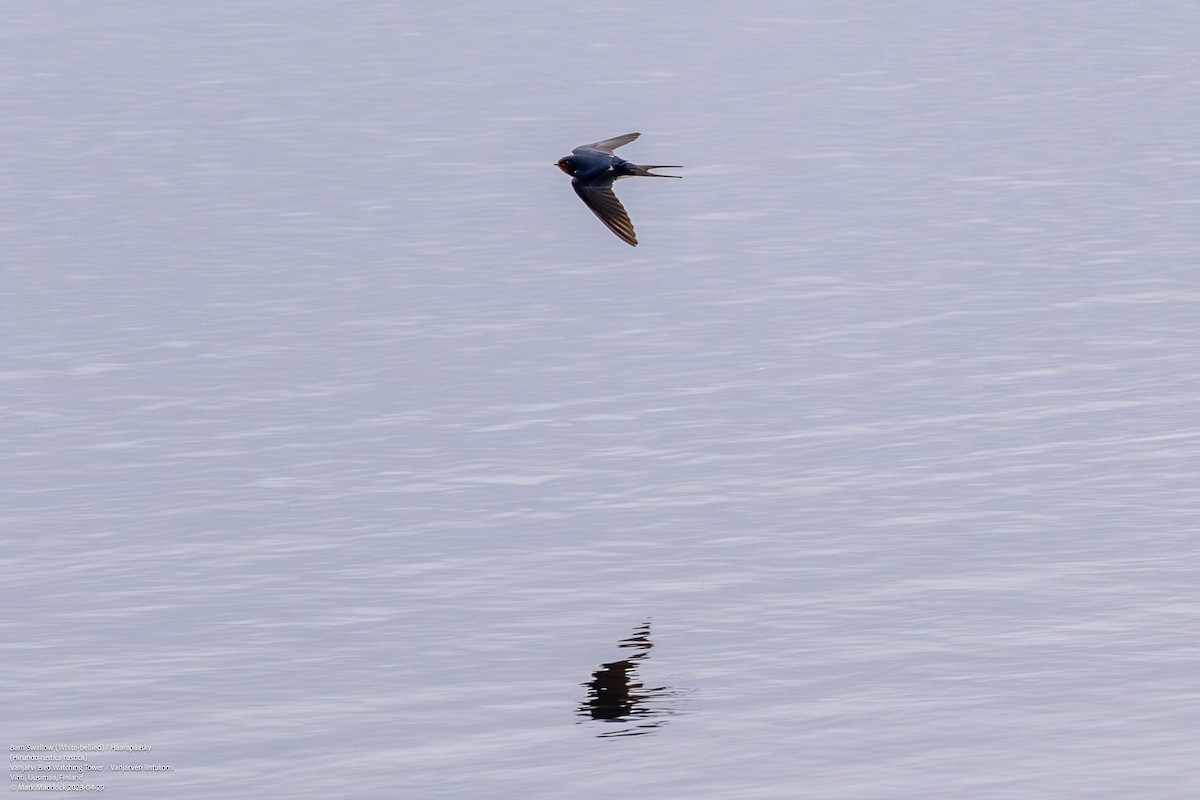 Barn Swallow (White-bellied) - ML580701041