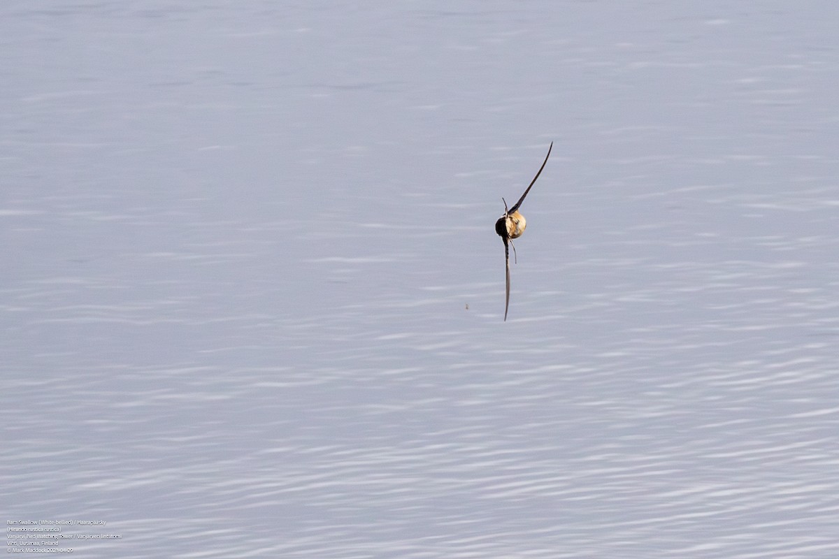 Barn Swallow (White-bellied) - ML580701061