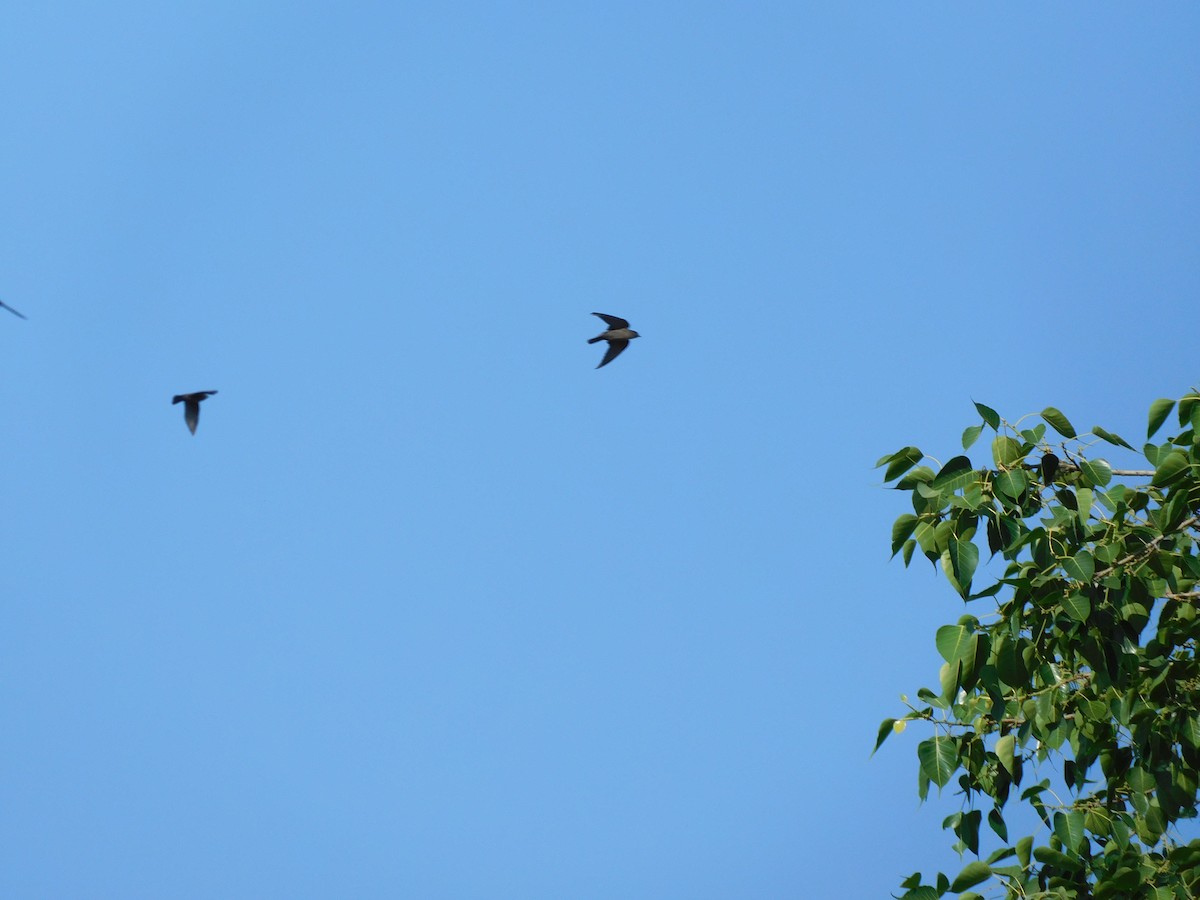 Golondrina/Avión sp. - ML580702561