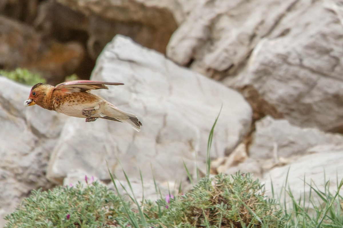 Crimson-winged Finch - ML580704211