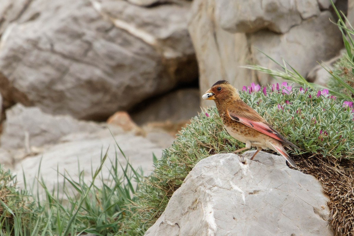 Crimson-winged Finch - ML580704221