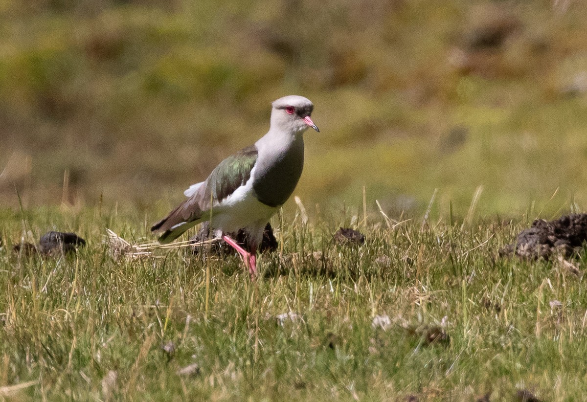 Andean Lapwing - ML580705601