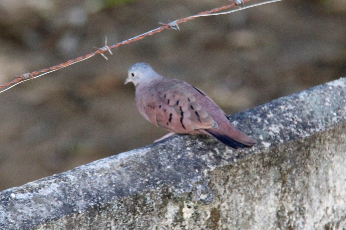 Ruddy Ground Dove - ML580705821