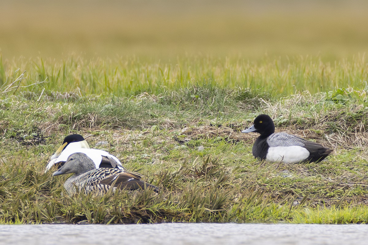 Lesser Scaup - ML580706111