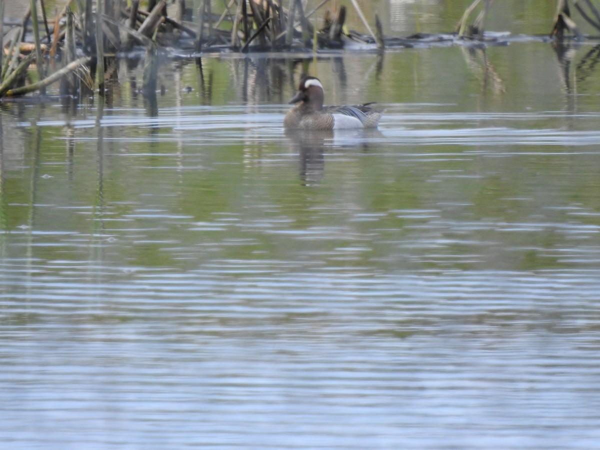 Garganey - ML580707431