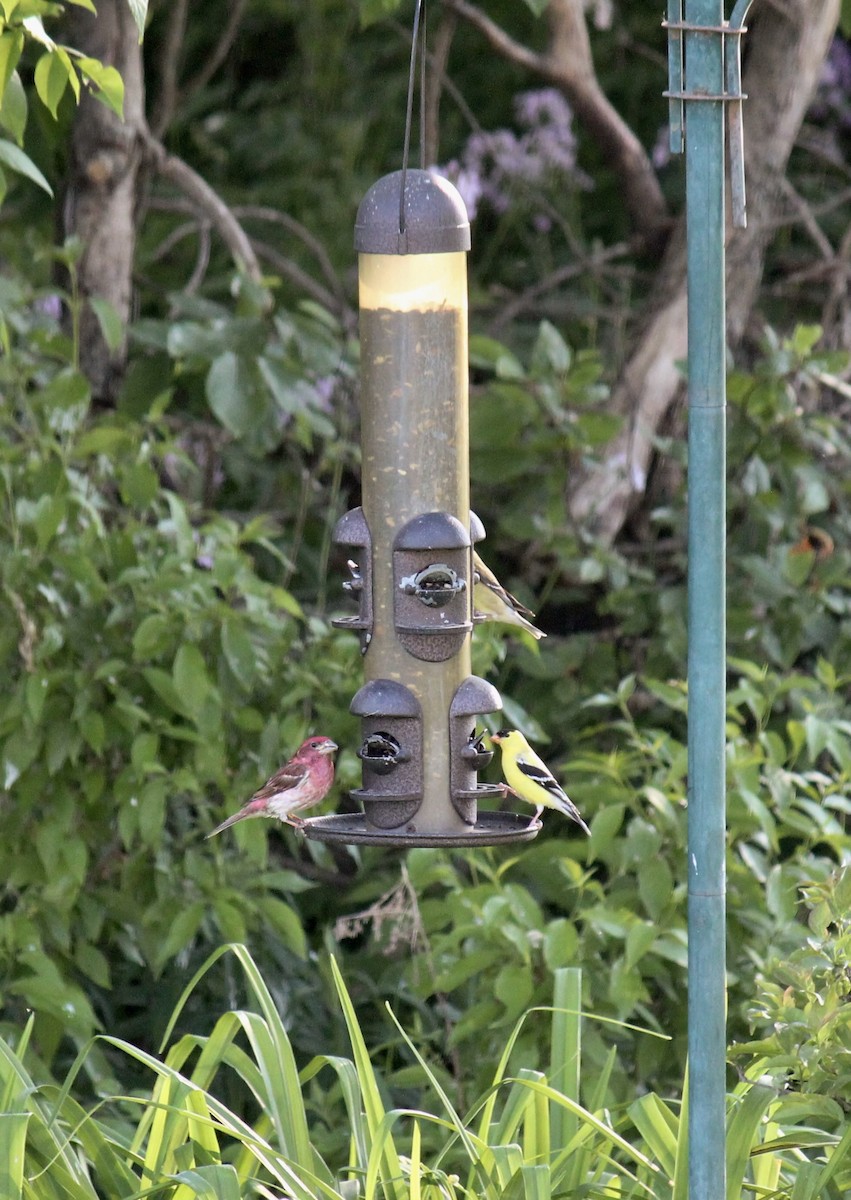 Purple Finch - ML580708121