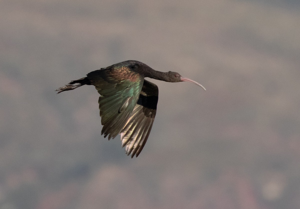 ibis andský - ML580709531