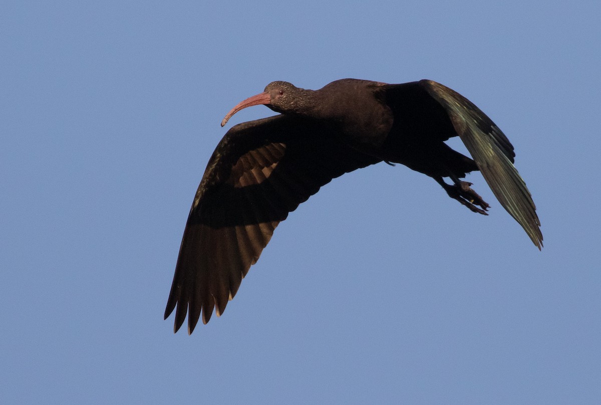 ibis andský - ML580709541