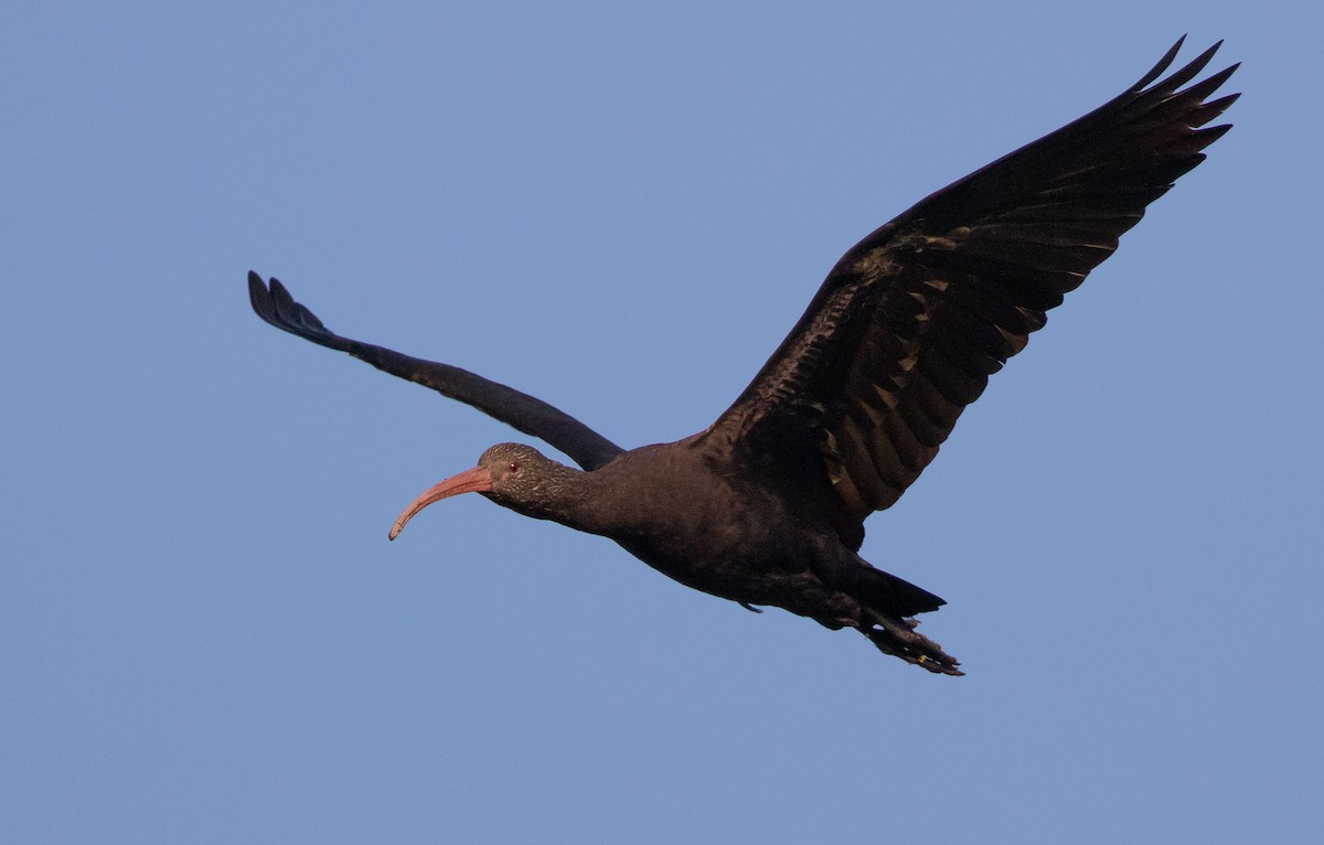 ibis andský - ML580709551