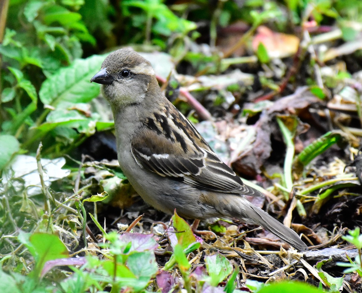 Russet Sparrow - ML580711571