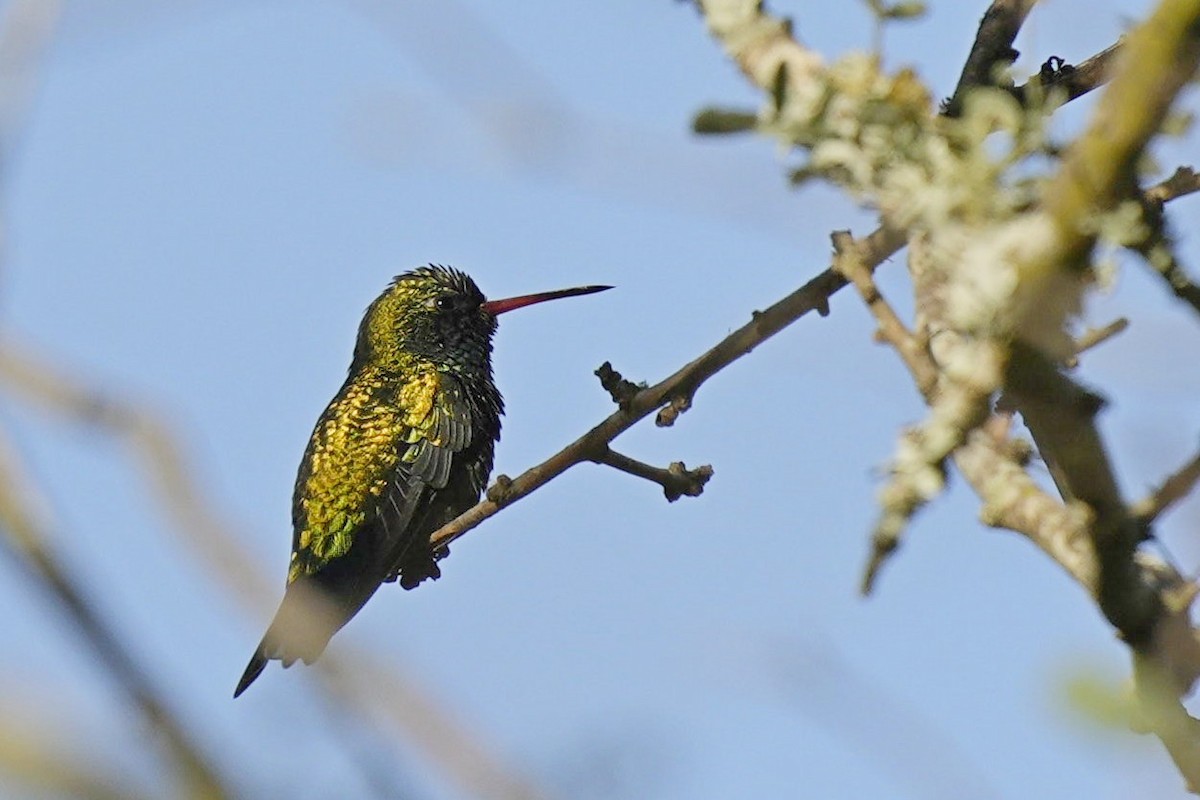 kolibřík lesklobřichý - ML580713021