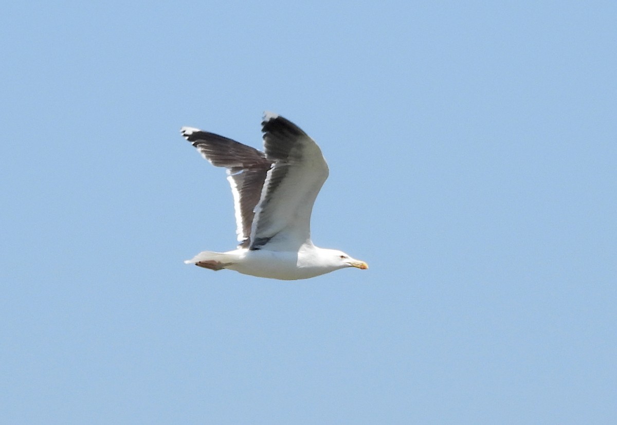 Great Black-backed Gull - ML580713081