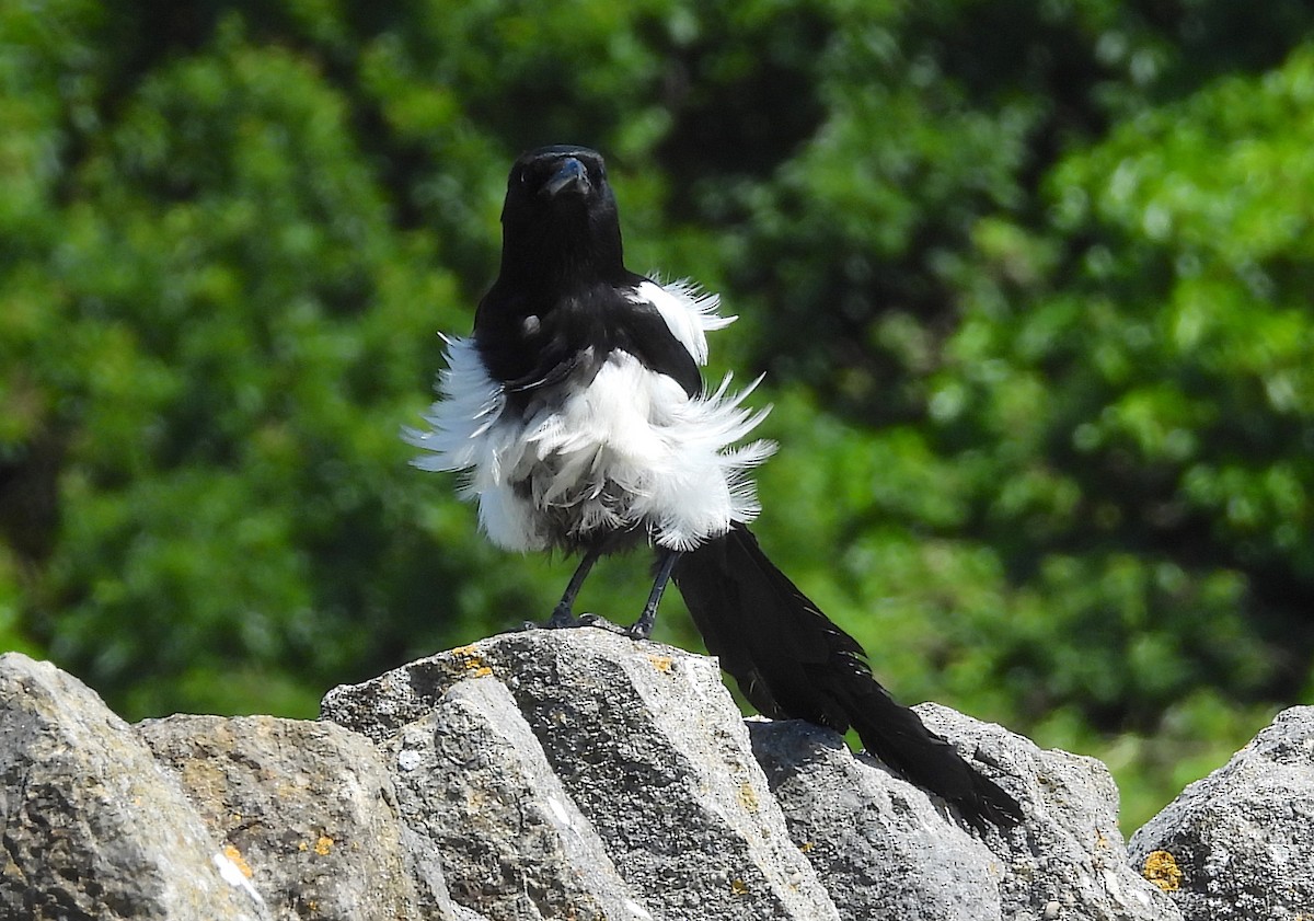 Eurasian Magpie - ML580713121