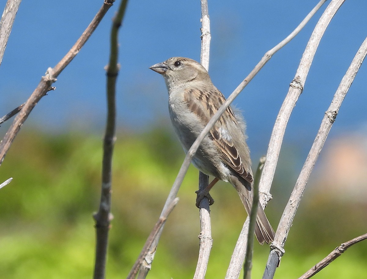 House Sparrow - ML580713231