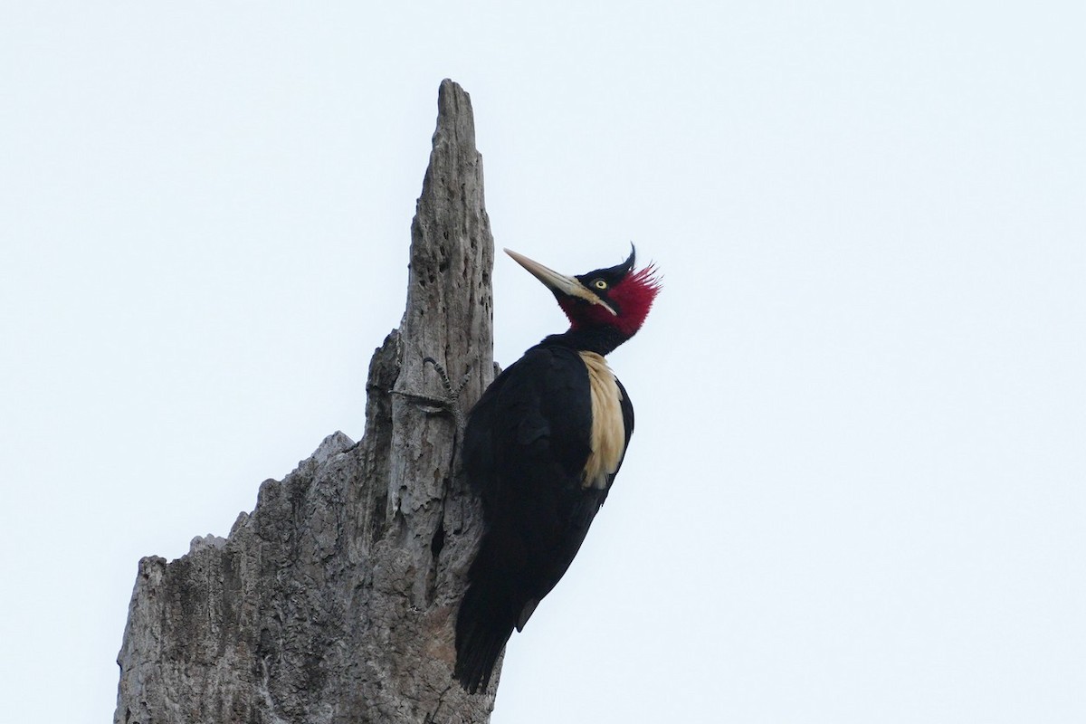 Cream-backed Woodpecker - Jorge Claudio Schlemmer