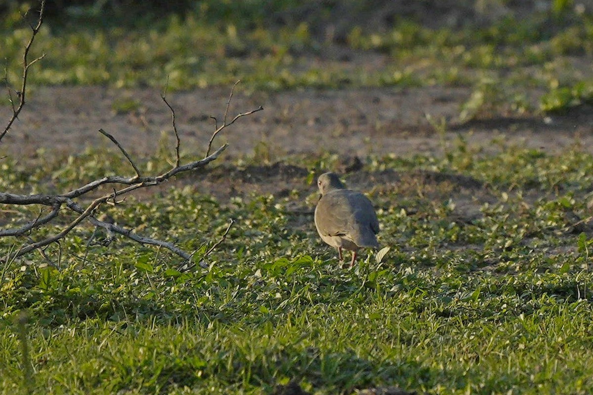 White-tipped Dove - Jorge Claudio Schlemmer