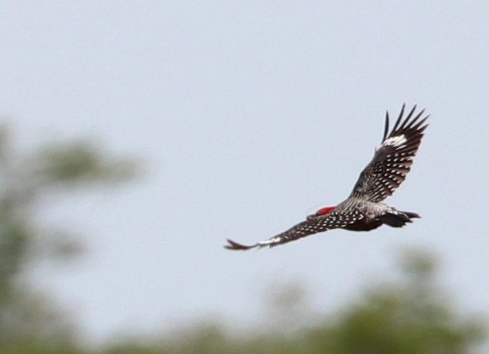 Red-bellied Woodpecker - ML580713921