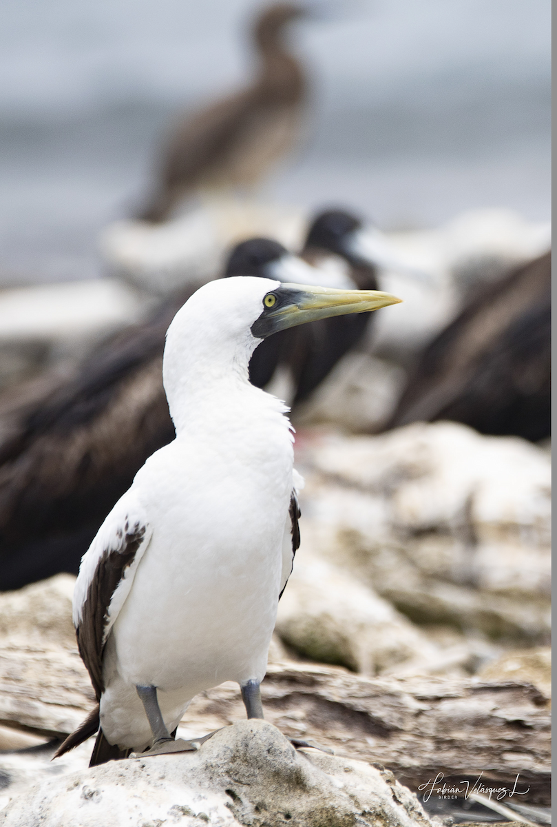 Masked Booby - ML580714071