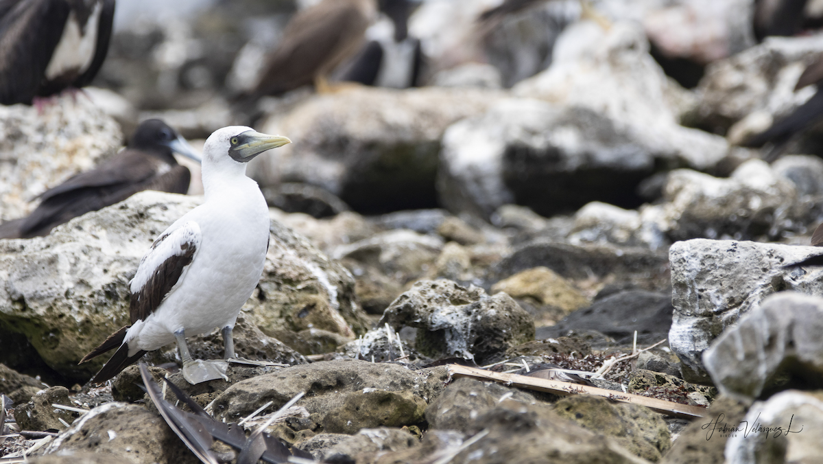 Masked Booby - ML580714211