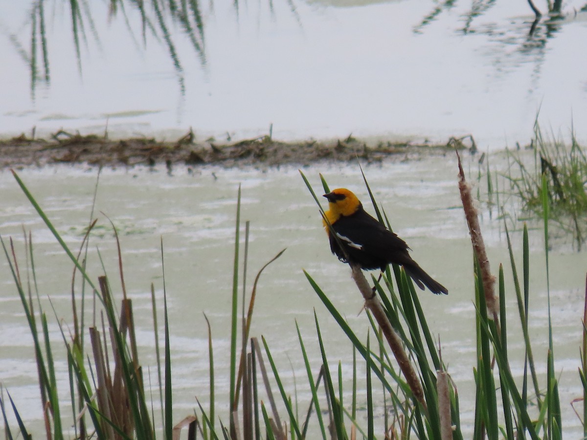 Yellow-headed Blackbird - ML580714811