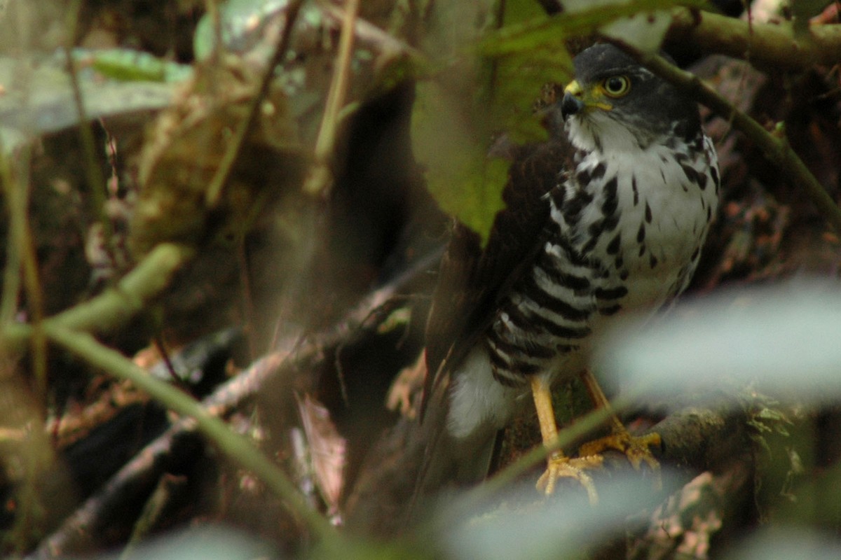 African Goshawk - Jaap Van der Waarde