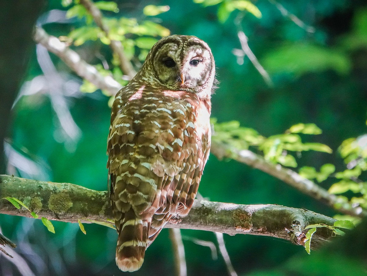 Barred Owl - ML580716011