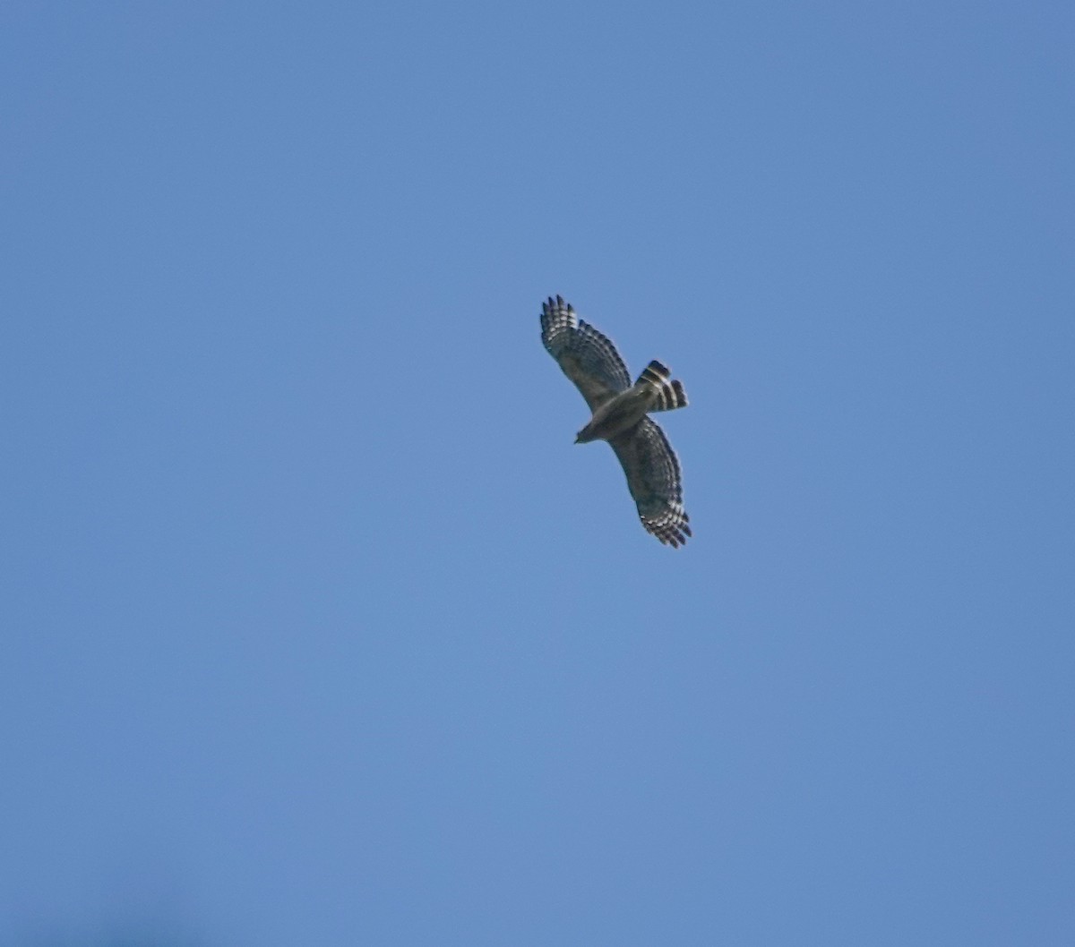 Red-shouldered Hawk - ML580716041