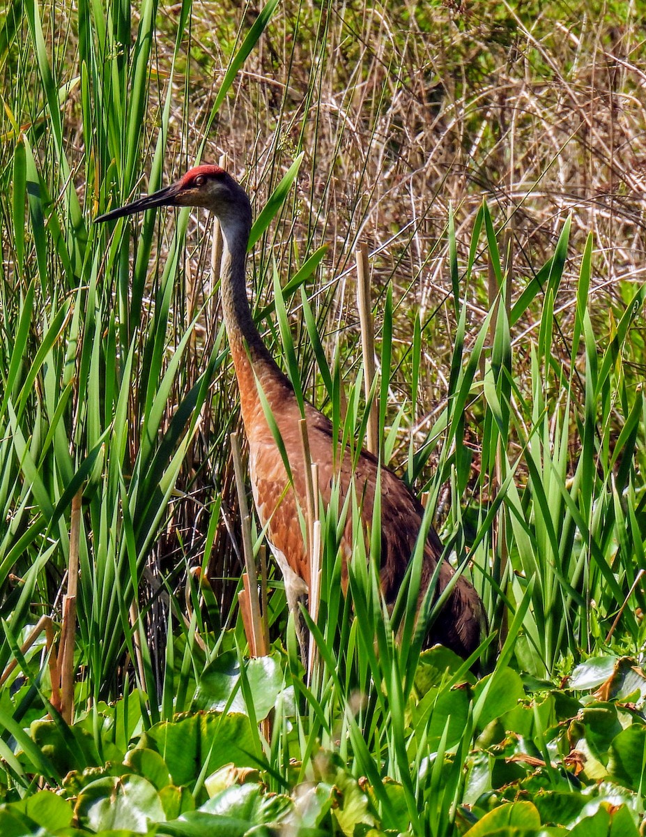 Sandhill Crane - ML580716091