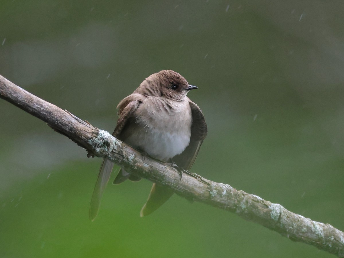 Northern Rough-winged Swallow - ML580716161