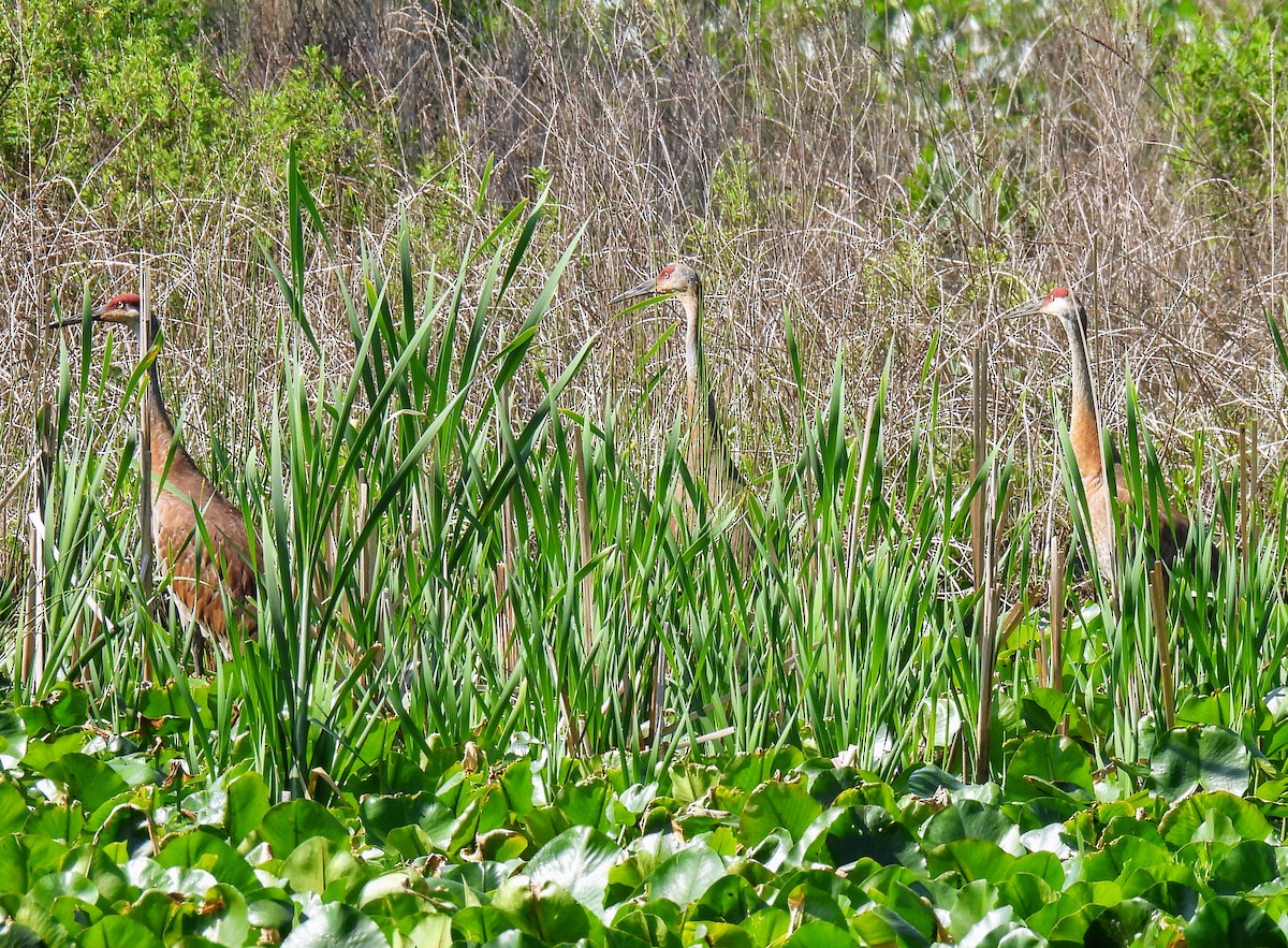 Sandhill Crane - ML580716181