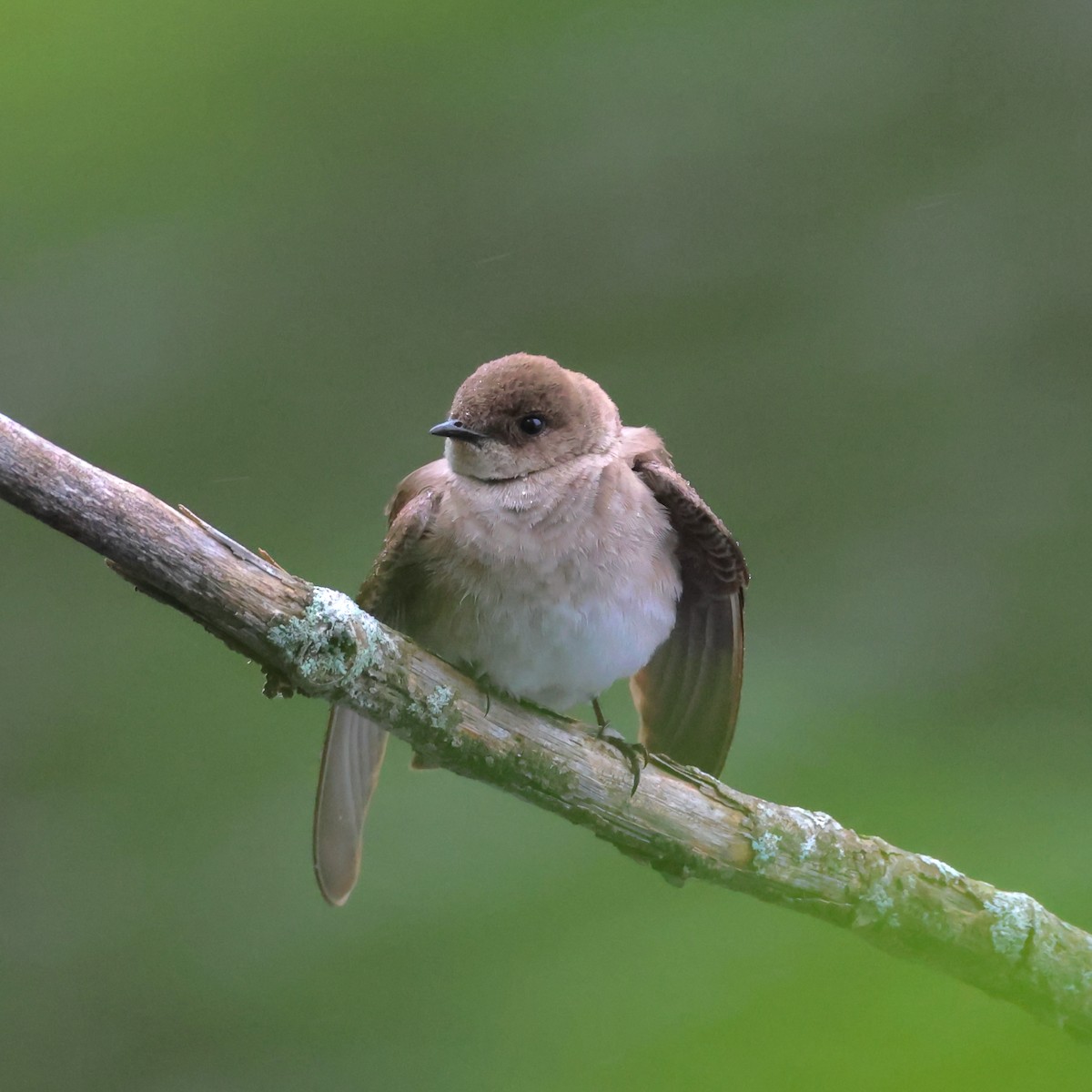 Northern Rough-winged Swallow - ML580716201