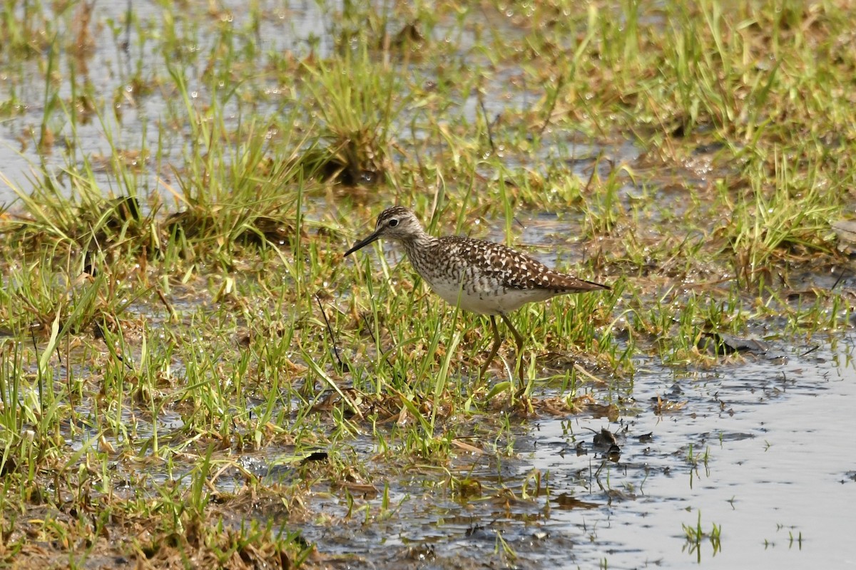 Wood Sandpiper - Brett Sandercock