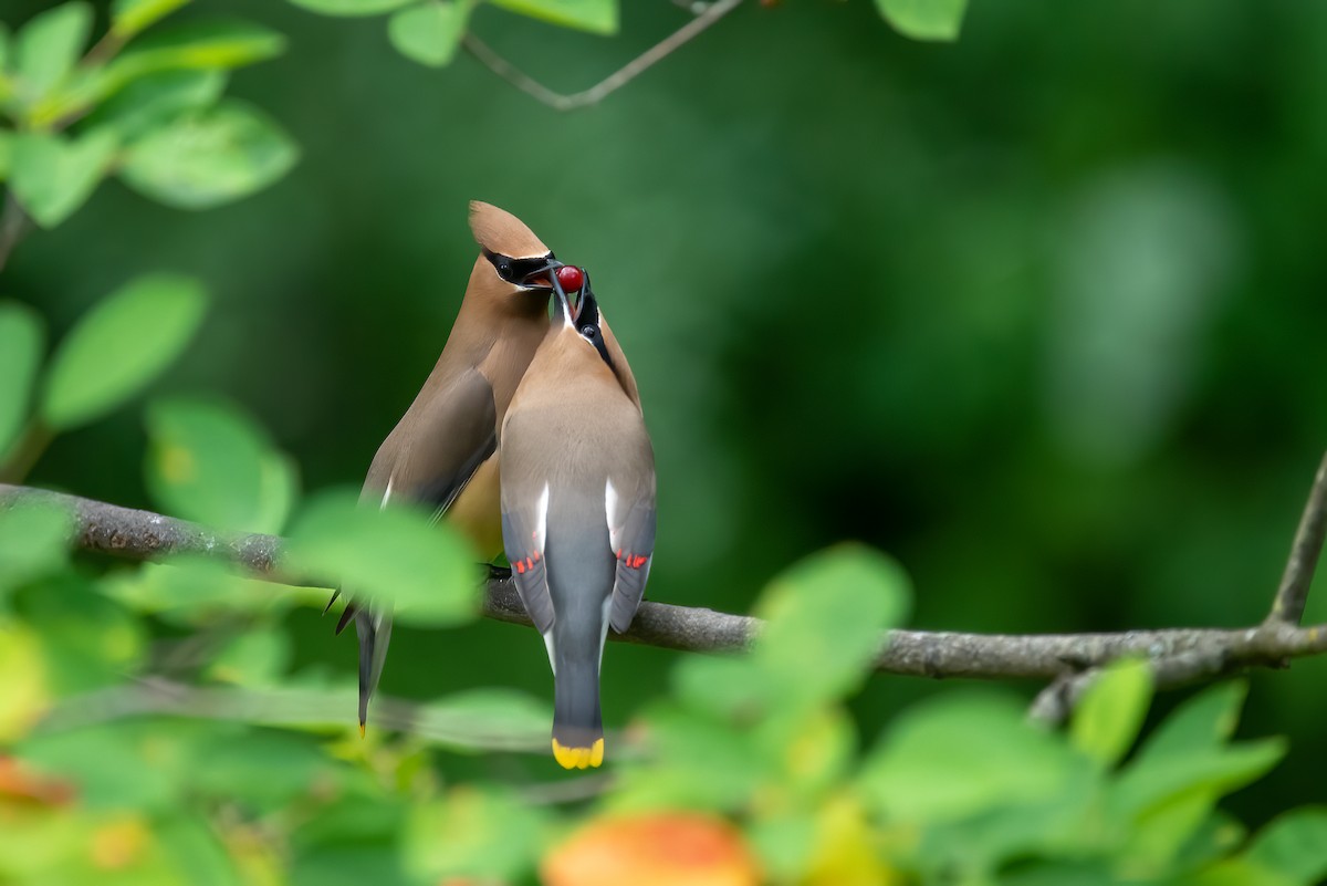 Cedar Waxwing - ML580716431